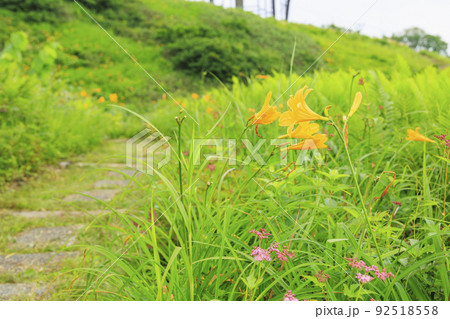 高山植物満開の五竜高山植物園 高山植物満開の五竜高山植物園 92518558