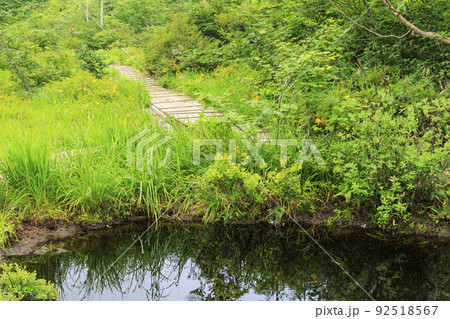 高山植物満開の五竜高山植物園 92518567