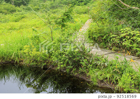高山植物満開の五竜高山植物園 高山植物満開の五竜高山植物園 92518569