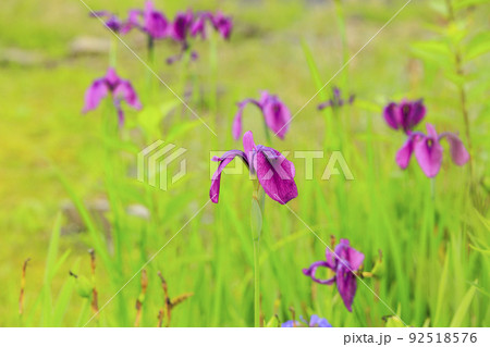 高山植物満開の五竜高山植物園 高山植物満開の五竜高山植物園 92518576