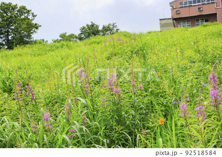 高山植物満開の五竜高山植物園 高山植物満開の五竜高山植物園 92518584