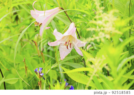 高山植物満開の五竜高山植物園 高山植物満開の五竜高山植物園 92518585