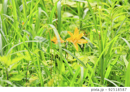 高山植物満開の五竜高山植物園 高山植物満開の五竜高山植物園 92518587