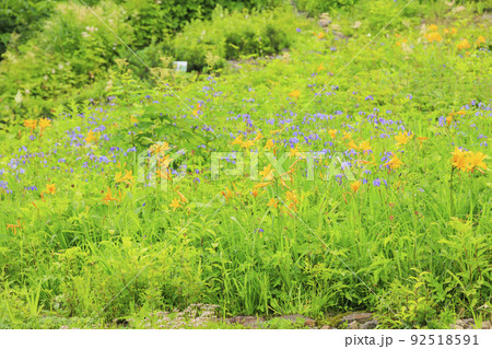 高山植物満開の五竜高山植物園 高山植物満開の五竜高山植物園 92518591