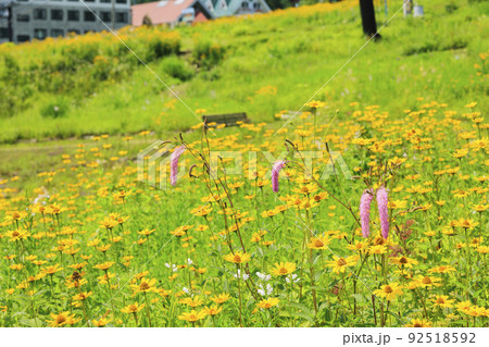 高山植物満開の五竜高山植物園 高山植物満開の五竜高山植物園 92518592