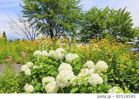 高山植物満開の五竜高山植物園 92518593