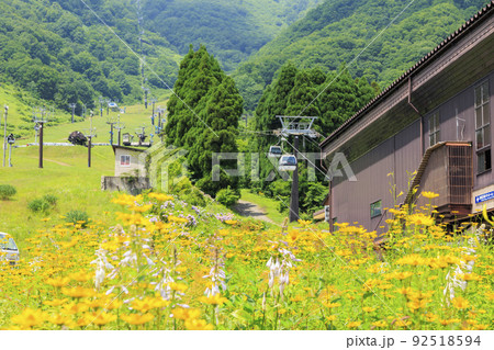 高山植物満開の五竜高山植物園 92518594