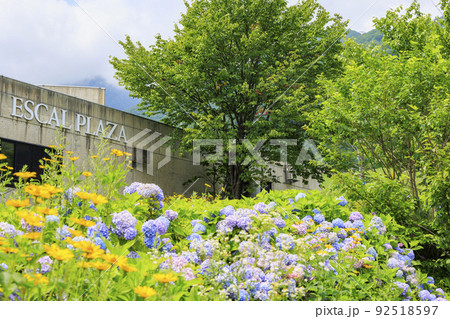 高山植物満開の五竜高山植物園 高山植物満開の五竜高山植物園 92518597