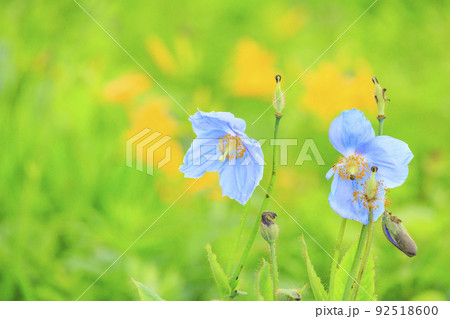 高山植物満開の五竜高山植物園 高山植物満開の五竜高山植物園 92518600