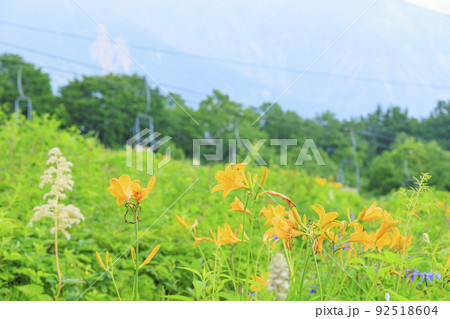 高山植物満開の五竜高山植物園 高山植物満開の五竜高山植物園 92518604