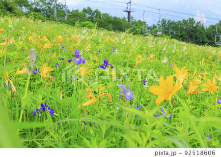 高山植物満開の五竜高山植物園 高山植物満開の五竜高山植物園 92518606