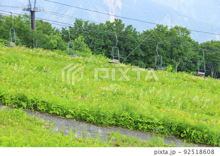 高山植物満開の五竜高山植物園 高山植物満開の五竜高山植物園 92518608
