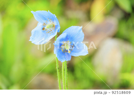 高山植物満開の五竜高山植物園 高山植物満開の五竜高山植物園 92518609