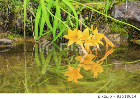 高山植物満開の五竜高山植物園 高山植物満開の五竜高山植物園 92518614