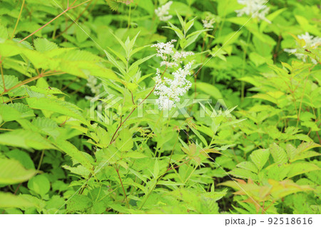 高山植物満開の五竜高山植物園 高山植物満開の五竜高山植物園 92518616