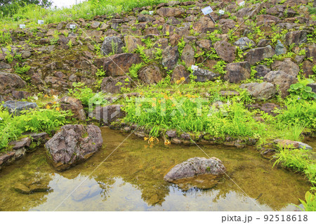 高山植物満開の五竜高山植物園 高山植物満開の五竜高山植物園 92518618