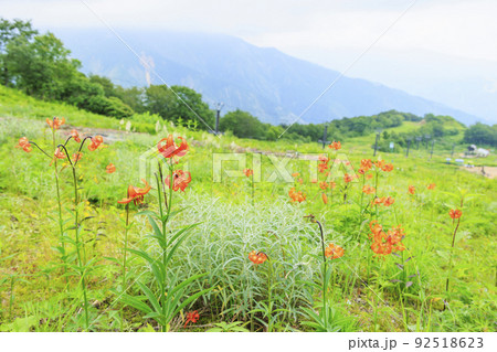 高山植物満開の五竜高山植物園 高山植物満開の五竜高山植物園 92518623