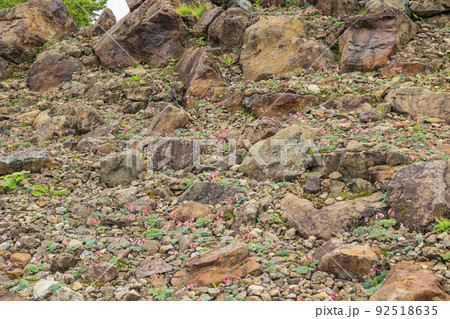 高山植物満開の五竜高山植物園 92518635