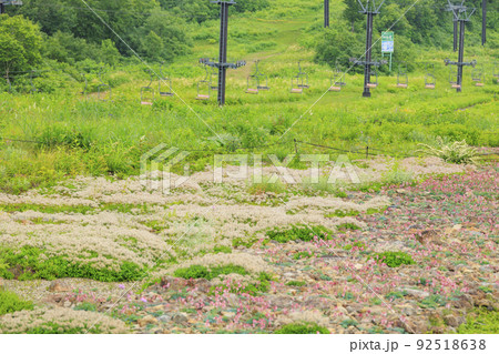 高山植物満開の五竜高山植物園 92518638
