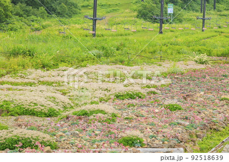 高山植物満開の五竜高山植物園 92518639
