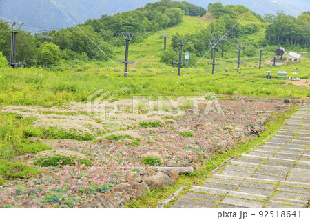高山植物満開の五竜高山植物園 高山植物満開の五竜高山植物園 92518641