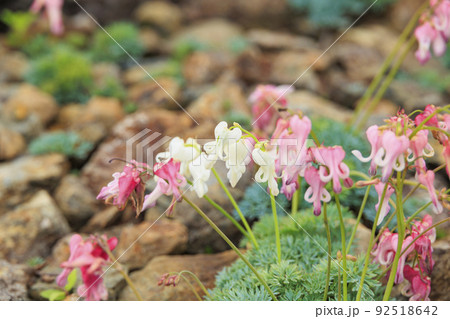 高山植物満開の五竜高山植物園 92518642