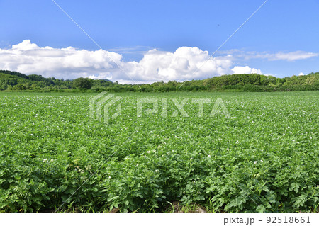 夏の北海道厚沢部町で収穫間近のジャガイモ畑の風景を撮影 92518661
