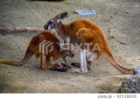 カンガルーの親子の写真素材 [92518830] - PIXTA