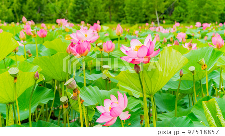 Lotus lake. Lotus lake. 92518857