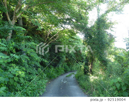 田舎道 愛知県半田市 田舎道 愛知県半田市 92519004