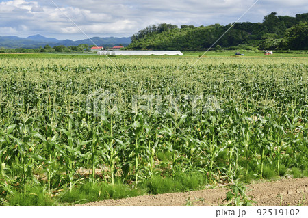 夏の北海道厚沢部町で収穫間近のトウモロコシ畑の風景を撮影 夏の北海道厚沢部町で収穫間近のトウモロコシ畑の風景を撮影 92519102