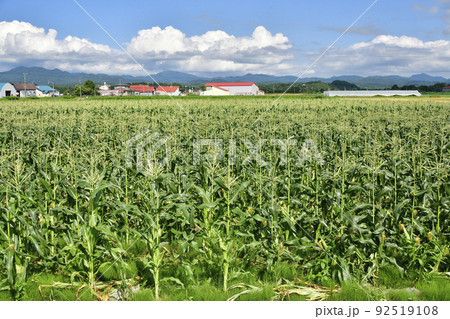 夏の北海道厚沢部町で収穫間近のトウモロコシ畑の風景を撮影 92519108