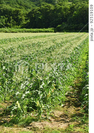 夏の北海道厚沢部町で収穫間近のトウモロコシ畑の風景を撮影 92519109
