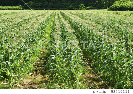 夏の北海道厚沢部町で収穫間近のトウモロコシ畑の風景を撮影 92519111