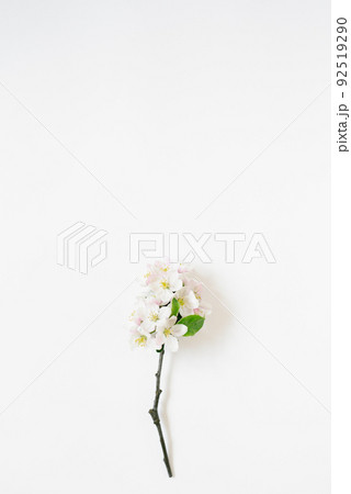 Spring background with branches of a blossoming apple tree on a white table with copy space 92519290