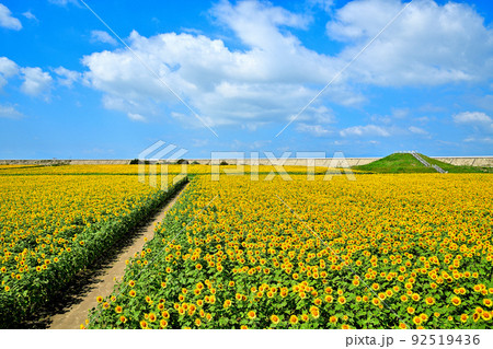 干拓地に咲く満開のひまわり 干拓地に咲く満開のひまわり 92519436