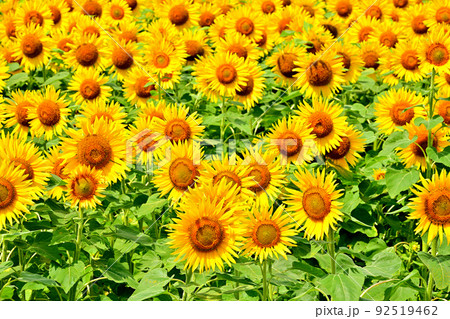 干拓地に咲く満開のひまわり 92519462