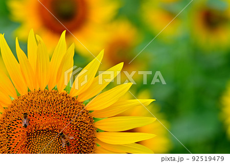 干拓地に咲く満開のひまわり 干拓地に咲く満開のひまわり 92519479