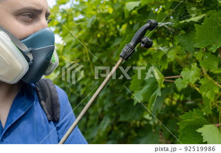 Farmer in a protective mask sprays grapes. Control of diseases of fruit trees. Insecticides and pesticides in farming. Harvest protection. Manual sprayer. Mildew, oidium, anthracnose 92519986