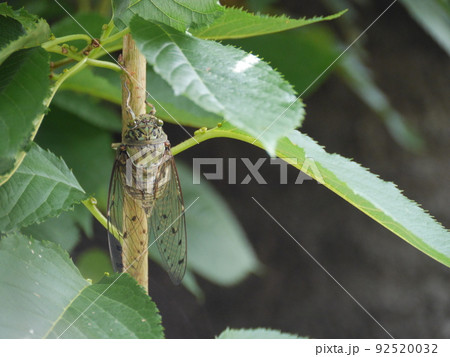 ミンミンゼミ 92520032