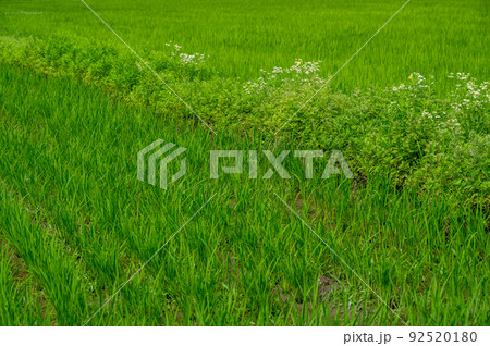 夏の水田 夏の水田 92520180