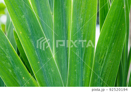 扇状に広がる葉 扇状に広がる葉 92520194