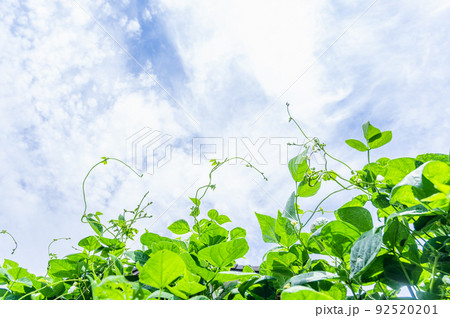 青空とモロッコいんげんのつる 青空とモロッコいんげんのつる 92520201