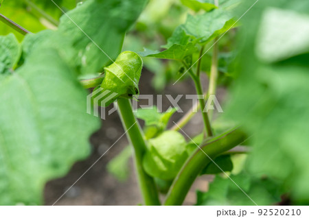 家庭菜園の食用ほおずき 家庭菜園の食用ほおずき 92520210