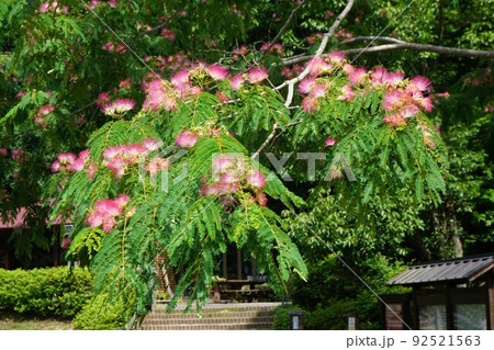 満開のネムノキの花 92521563
