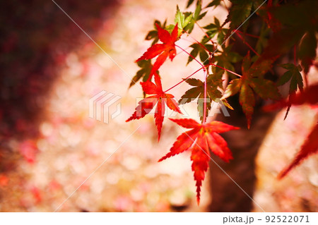 美しい秋の紅葉 美しい秋の紅葉 92522071