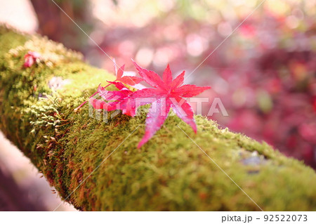 美しい秋の紅葉と落ち葉 美しい秋の紅葉と落ち葉 92522073