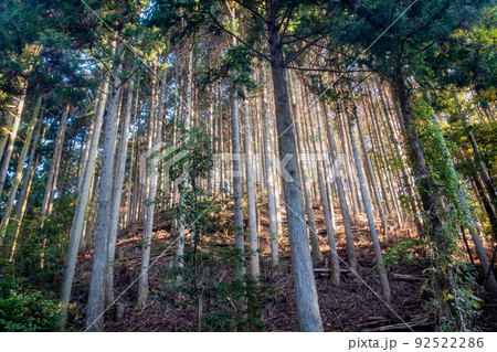 森林の写真。大自然・山のイメージ。経ヶ峰の森。 92522286