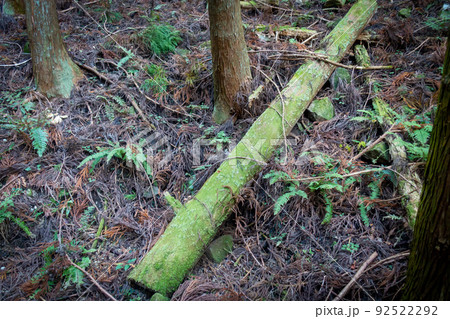 森林の写真。大自然・山のイメージ。経ヶ峰の森。 森林の写真。大自然・山のイメージ。経ヶ峰の森。 92522292