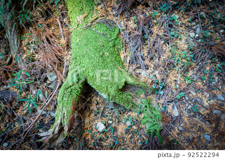 森林の写真。大自然・山のイメージ。経ヶ峰の森。 森林の写真。大自然・山のイメージ。経ヶ峰の森。 92522294